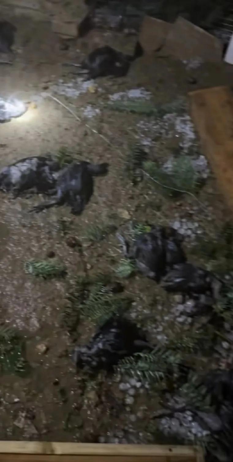 天，看到这个我们贵州这下冰雹把这老乡，养的乌鸡全部打死了，天呐！看评论，还有好多
