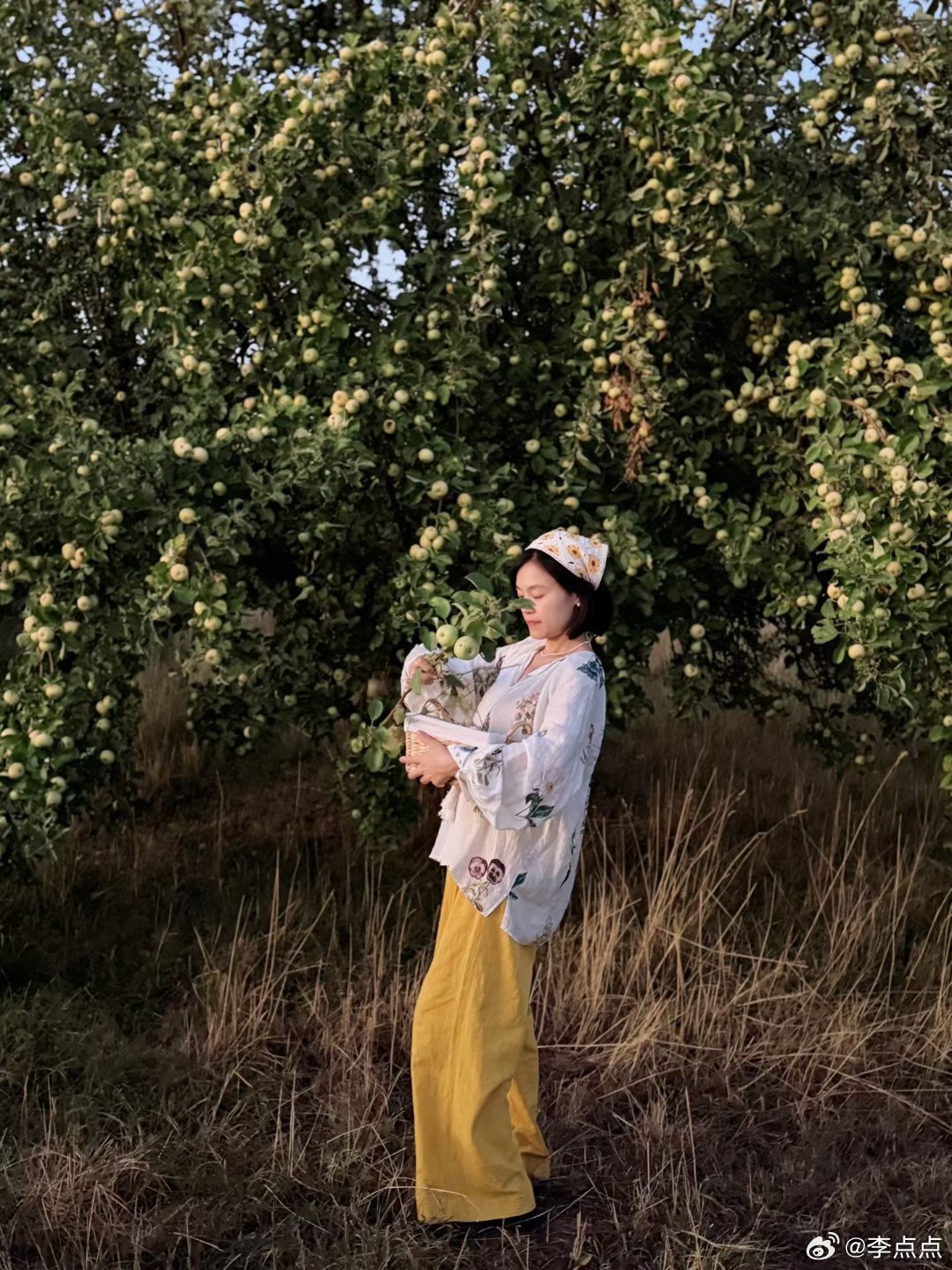 饭后，去后山100米远的葡萄园消食散步，顺便采些野草野花。一些苹果树，无人看管，