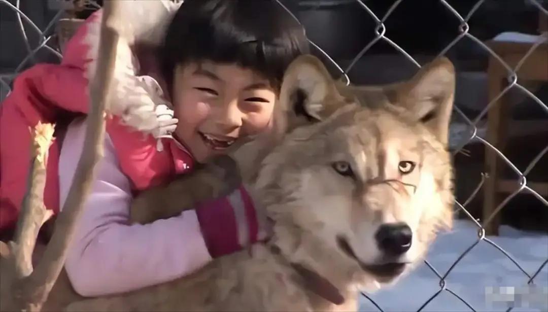 1987年，东北一3岁女孩救了小狼的命，竟然把它当成了玩伴，哪曾想！小狼长大后竟