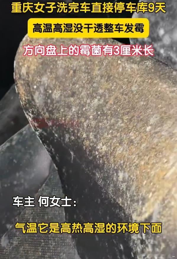 女子洗车9天方向盘长出3cm霉菌 隔着屏幕都快不能呼吸了[泪奔]这车不能要了吧，