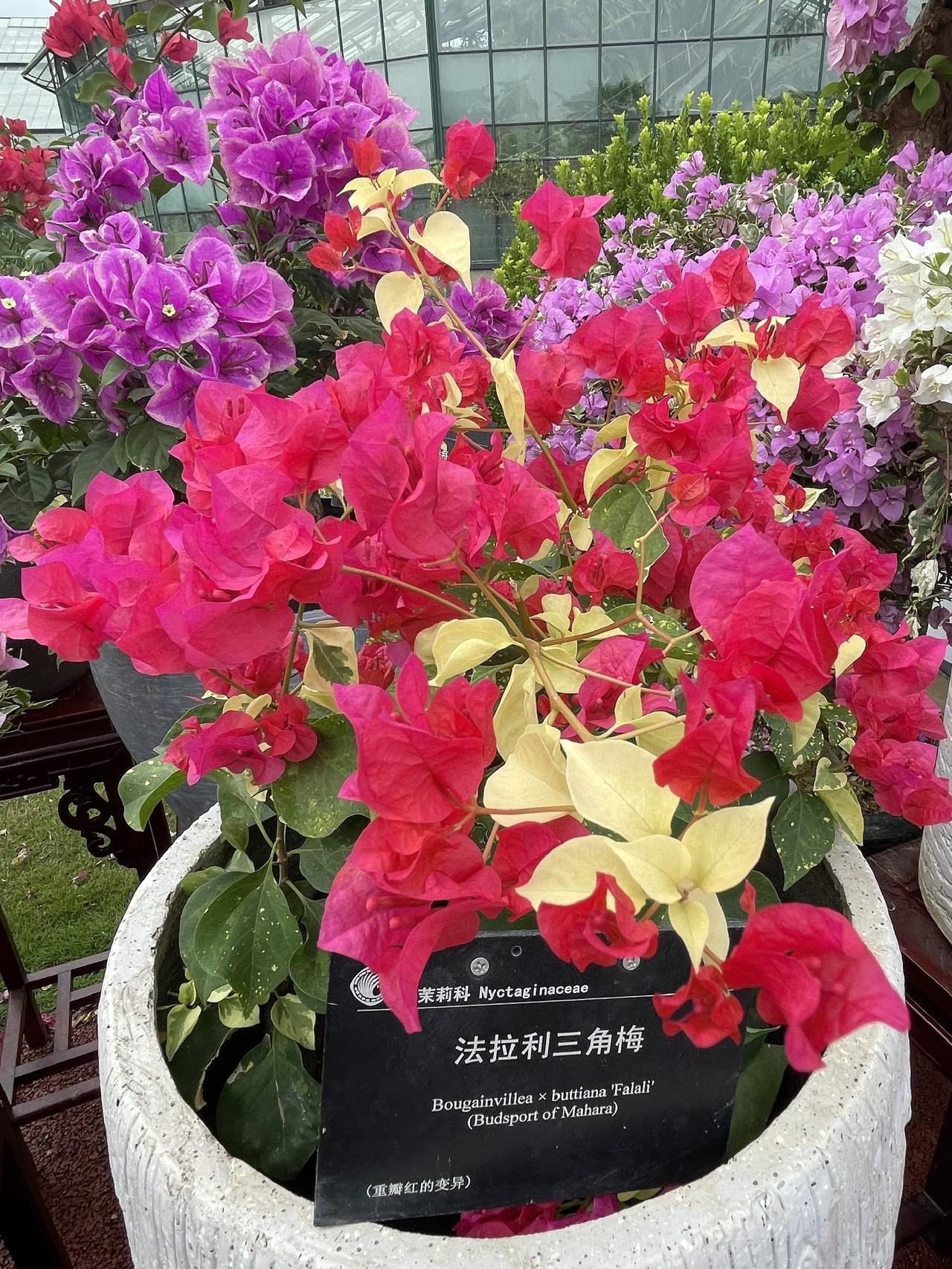 重瓣三角梅里，名花辈出，为什么它会被花友称为“法拉利”？
“法拉利三角梅”指的是