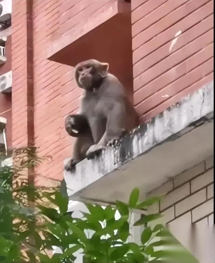 深圳梅林最近来了位“从容哥”——

一只猴子踩树影穿树林，爬楼檐咂摸风，比我早八