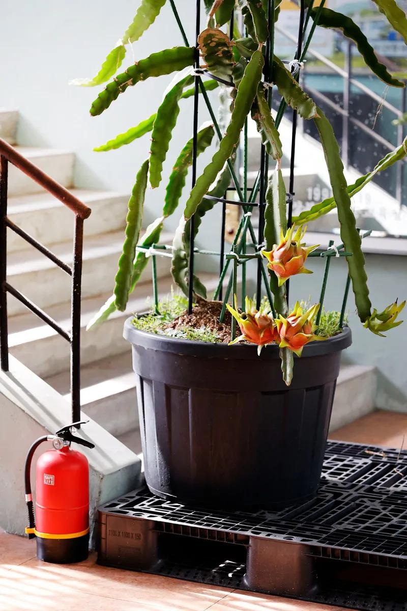 火龙果 葡萄种植