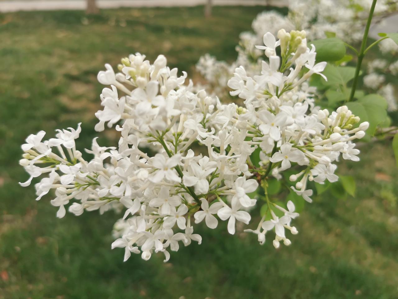 丁香花开香满园！一枝丁香足以让满室增香，满园丁香则让整个小区香气袭人！好温馨的家