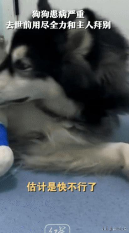 这只狗狗也太通人性了吧！山西一家宠物医院里，狗狗患重重，知道自己快不行了，做出一