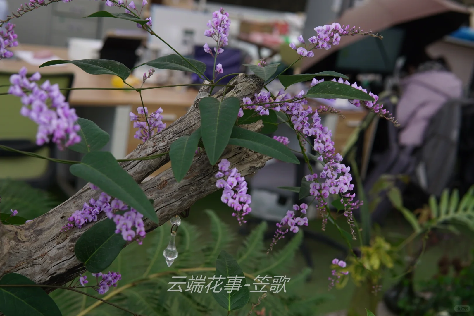 哈登伯豆