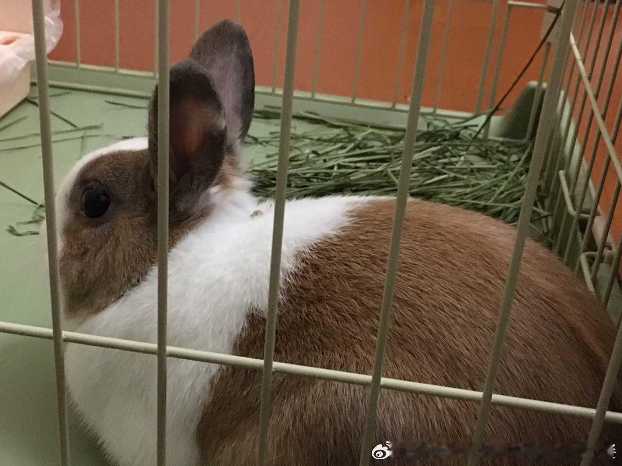 14552🐇. 