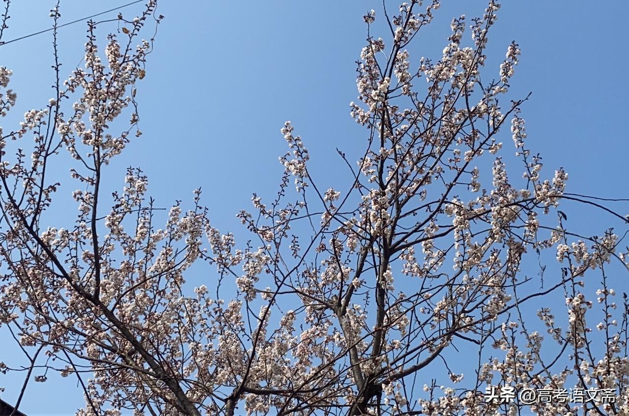 天南地北大拜年春日暖阳下，樱花绽放，美不胜收！🌸🌞