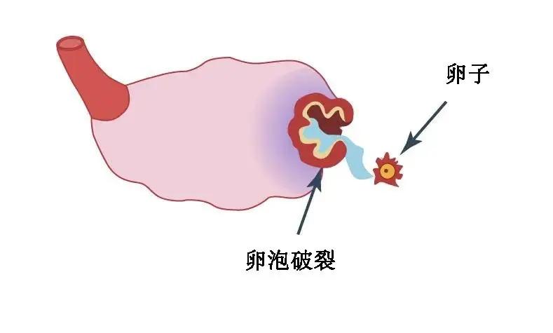 【伤害卵子的4个生活习惯，日常生活很容易踩雷！】健康真探社受精卵是生命旅程的起点