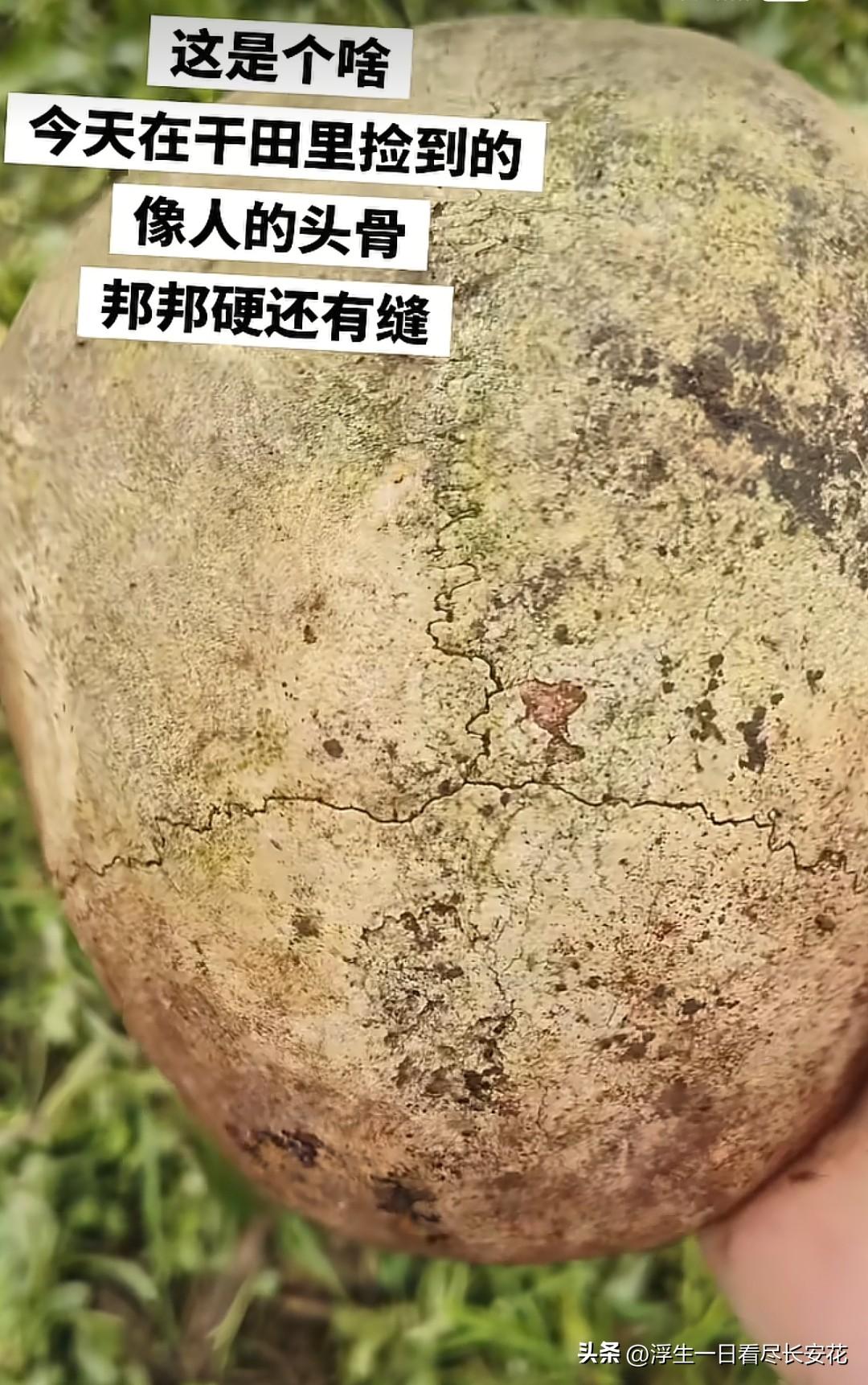 四川女博主捡到“神秘头骨”引热议！这东西真能随便碰？

“这到底是啥？今天在田里