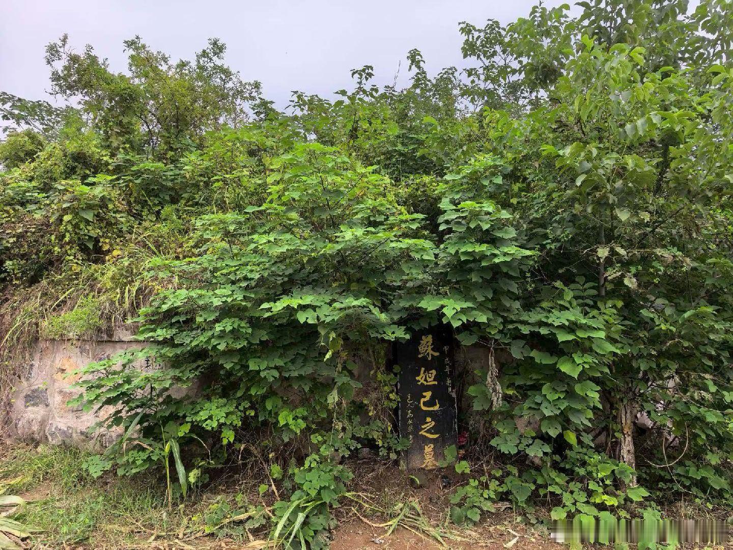 原创诗词[超话]过妲己墓感言淇水汤汤碑无言，两抔黄土隔千年。君王失道归红粉，妲己