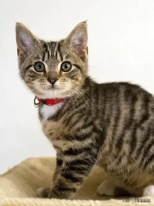 你被动物护崽行为感动过吗？
 
去年深秋的一个雨夜，我在小区绿化带旁，撞见了一幕