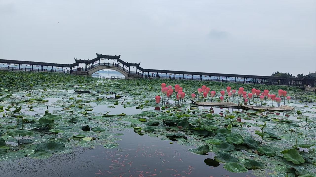 记录我的2026莲叶漫塘锦鲤游，廊桥映水枕清风，乌篷静泊水乡岸，江南烟火藏在寻常