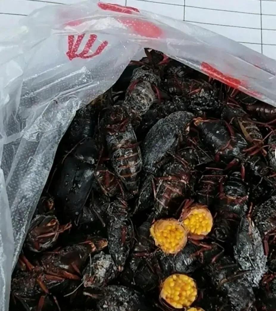 这能吃嘛朋友说是好东西