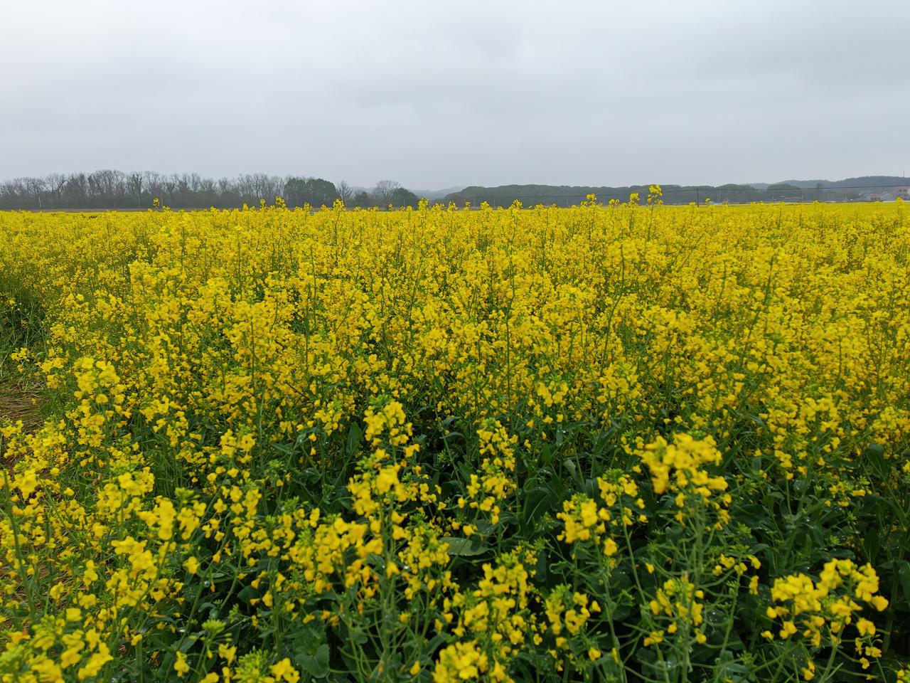 门前一片金黄的油菜花
