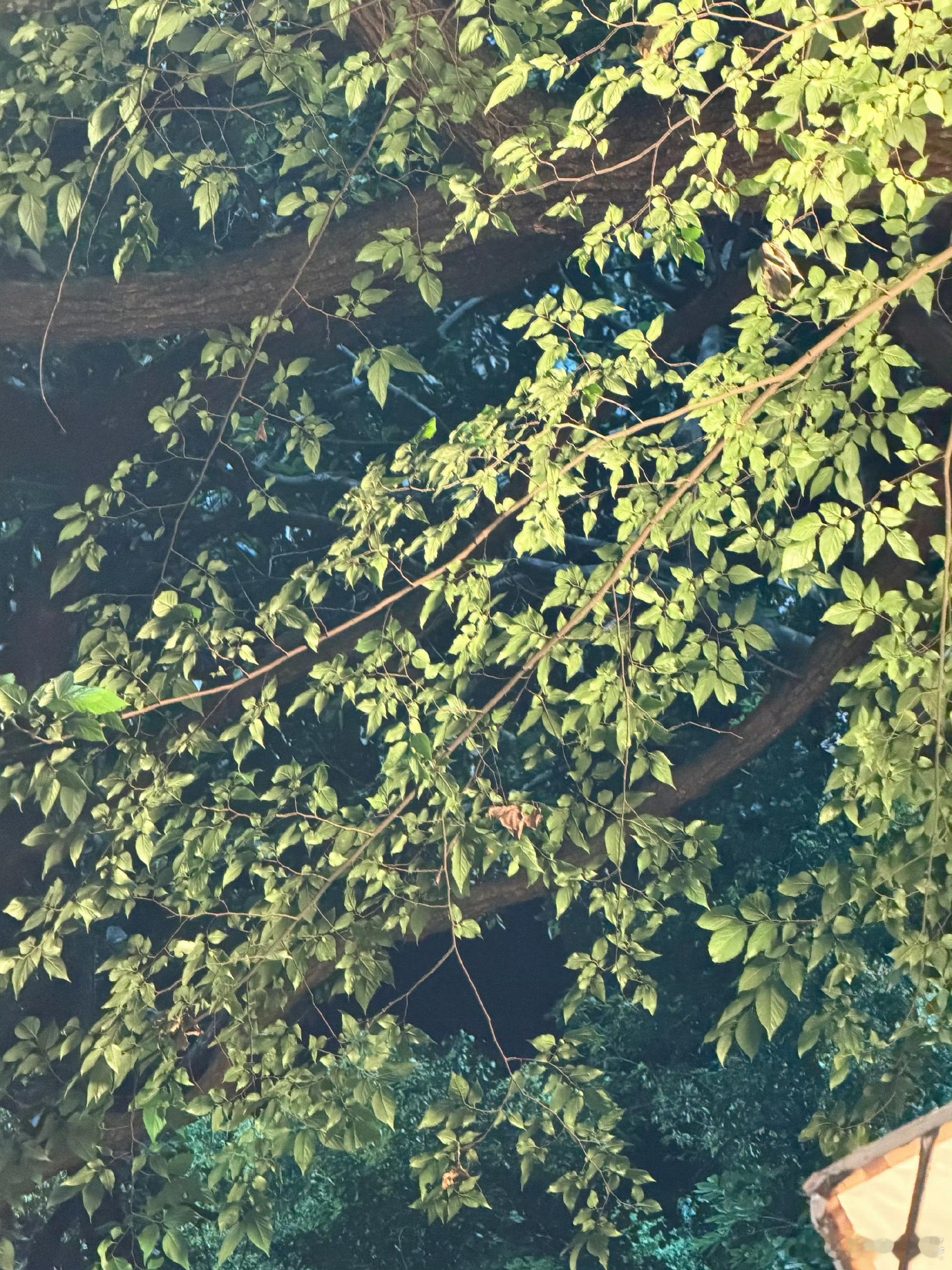迎来八月，董思成分享近期生活碎片。休闲随性的随拍，自然风光、美食与黑胶唱片，平淡