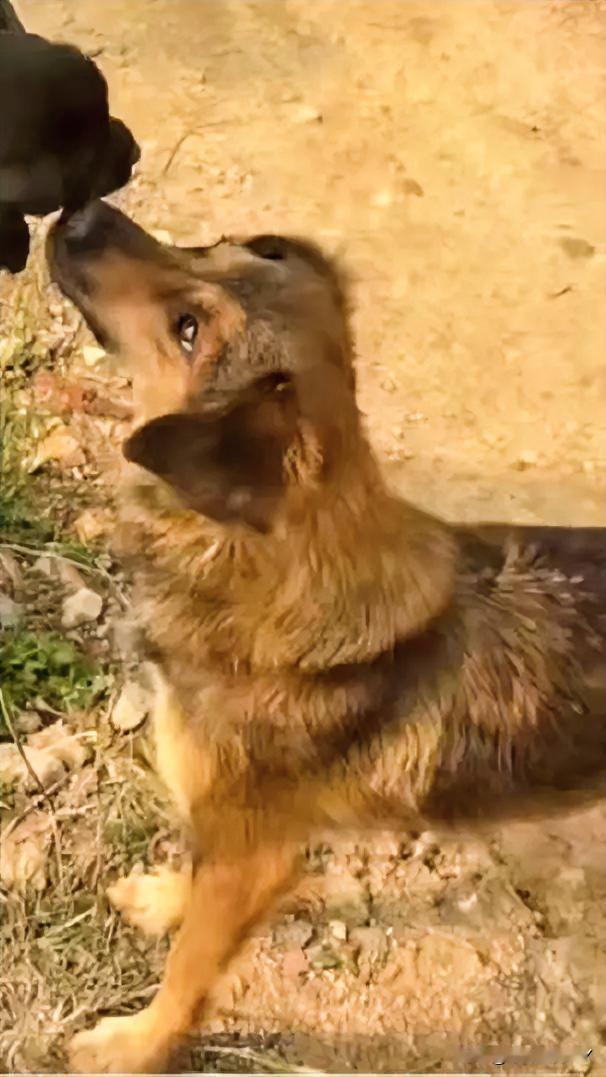 这是一个关于救助沙场流浪狗的暖心故事。

一只脑袋套着罐头的流浪小狗来到民宿门口