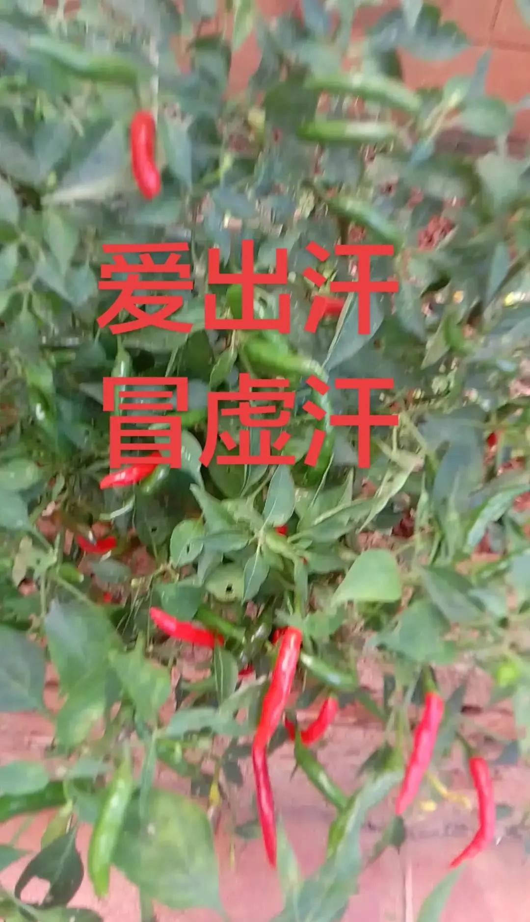 拿下世锦赛冠军，成为史上第一位00后冠军，中国斯诺克军团发文祝贺！绝杀墨菲夺世锦