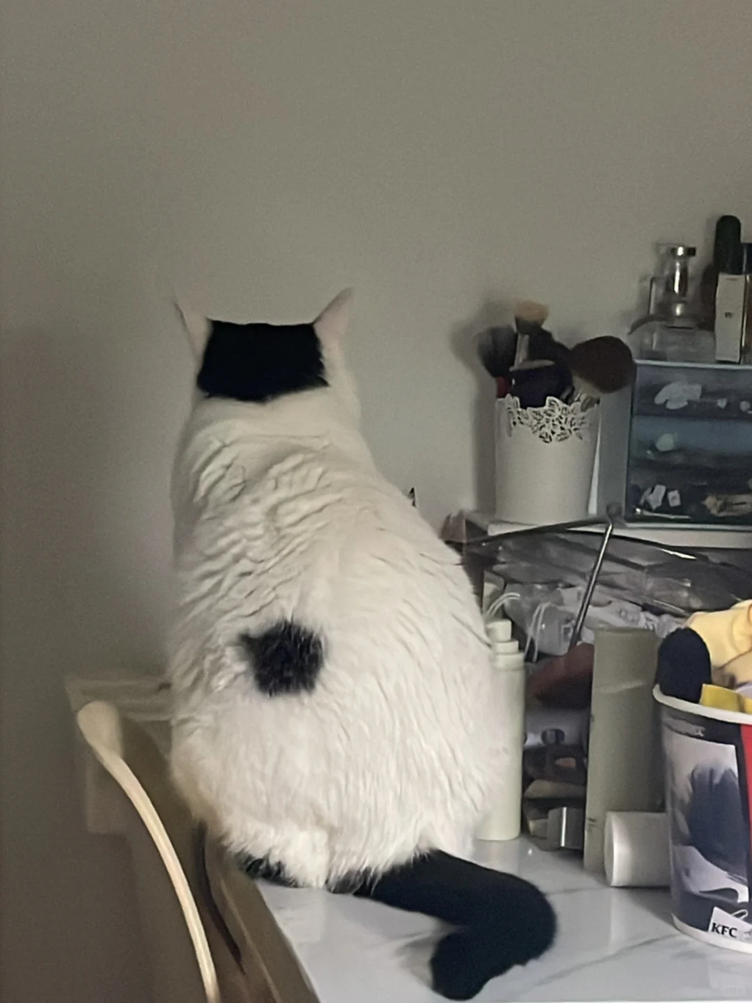 精致男猫就算是后脑勺发型也有好好打理