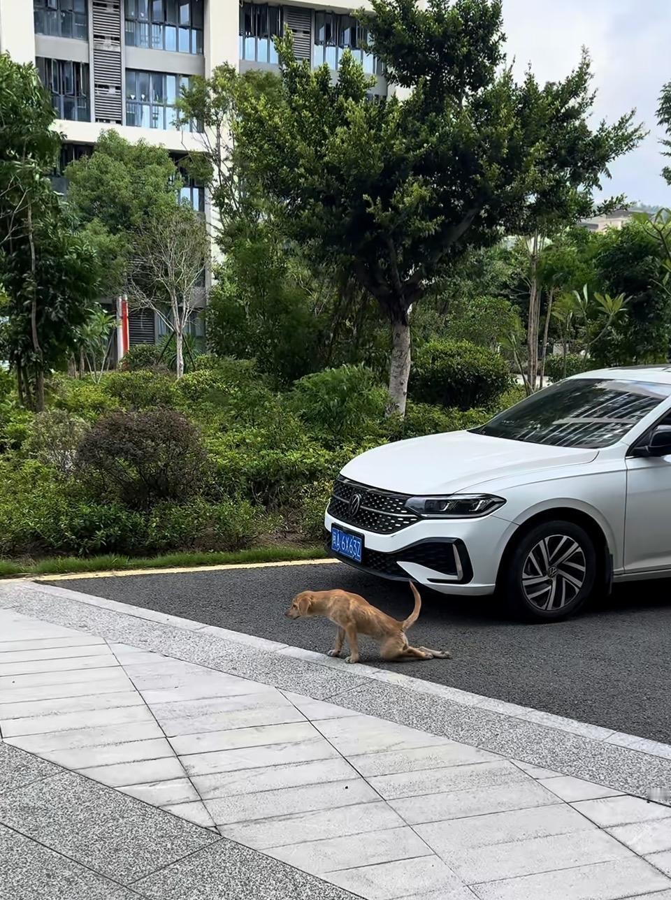 萌宠探秘：小金毛的探险之旅🐾🌳
一只小狗趴在人行道上，好像在思考。