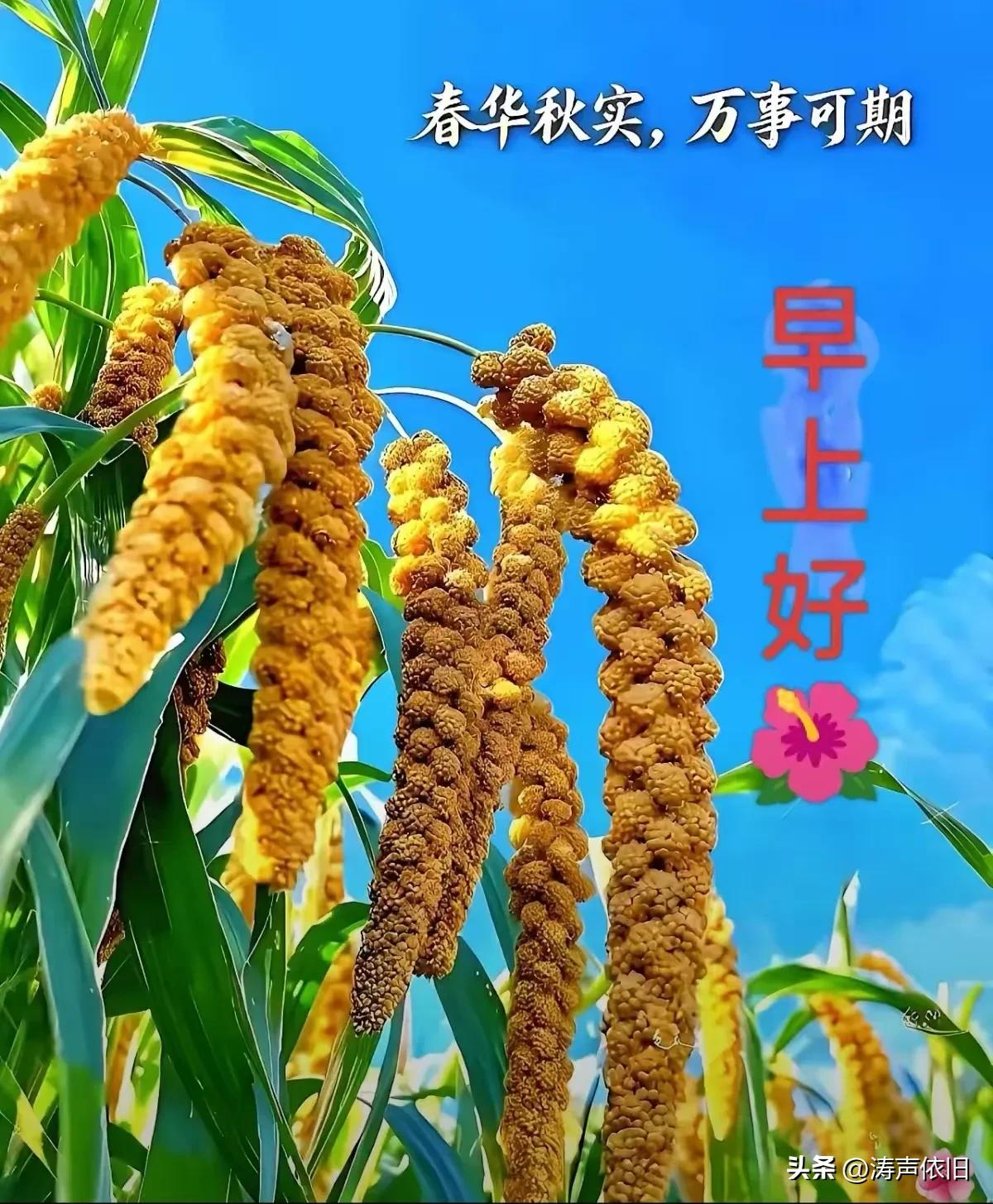 《采桑子·初秋寄福》

秋花漫野飘香远，
心沐朝阳。
莫负尘缘，
岁岁相思未肯忘