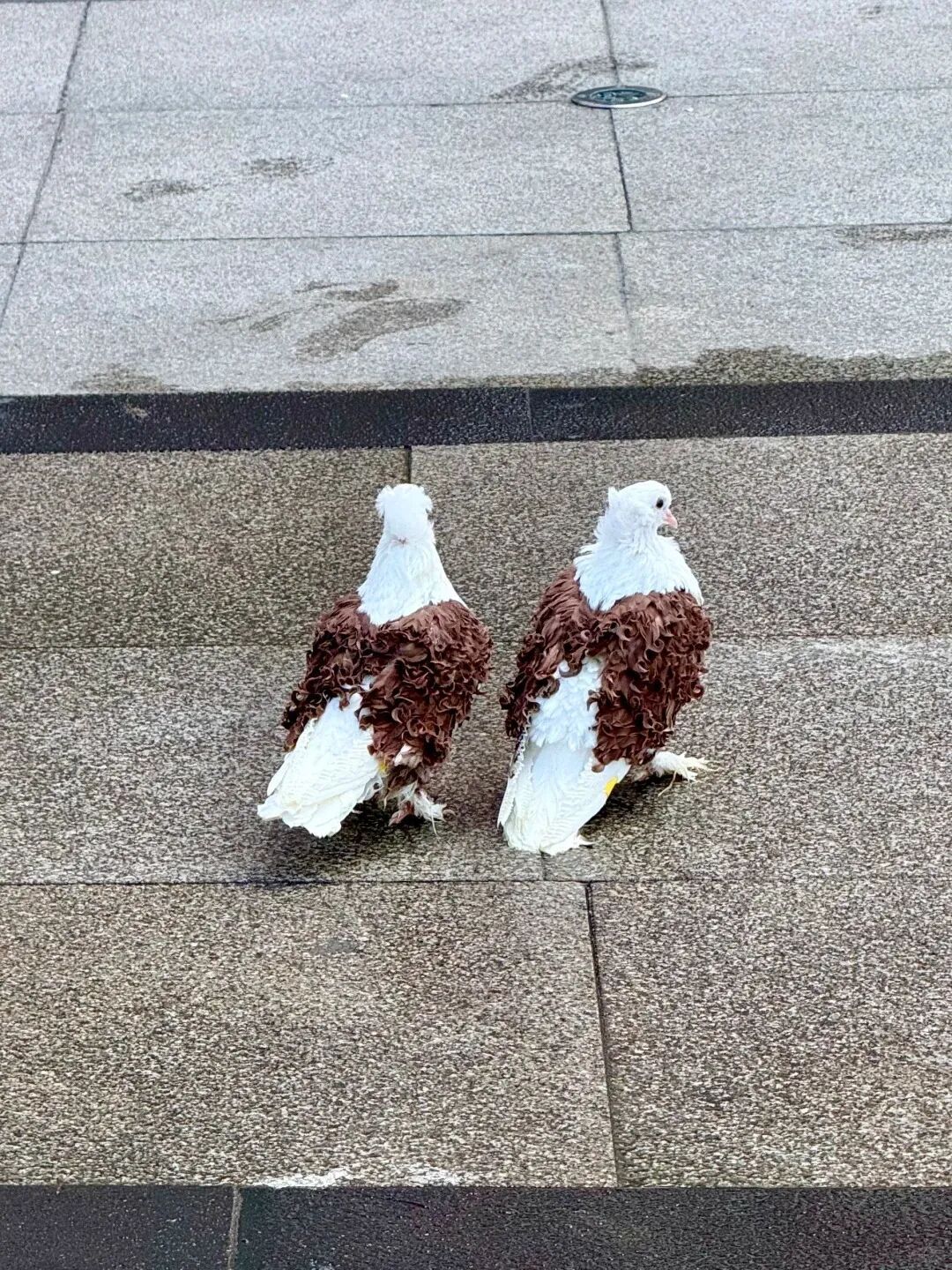 鸽子里居然有褶背鸽这么漂亮的物种¹ 卷毛鸽！英文叫frillback pigeo