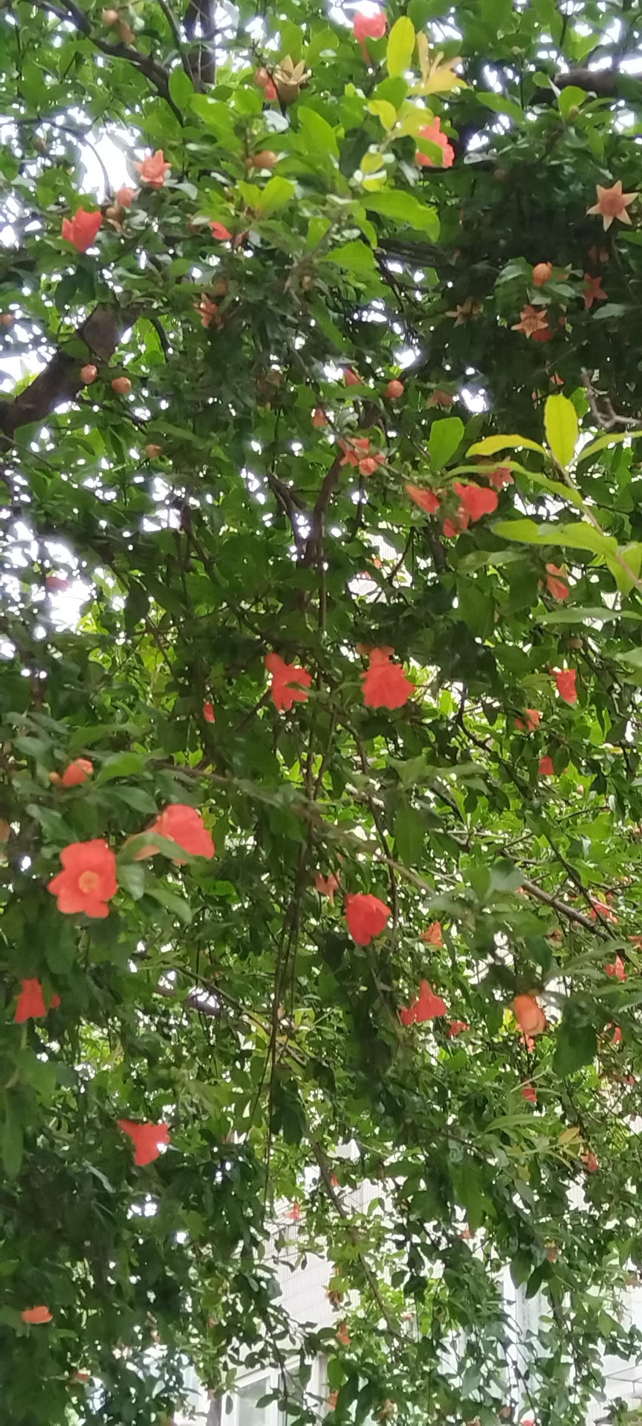 发一张你相册最近拍的花