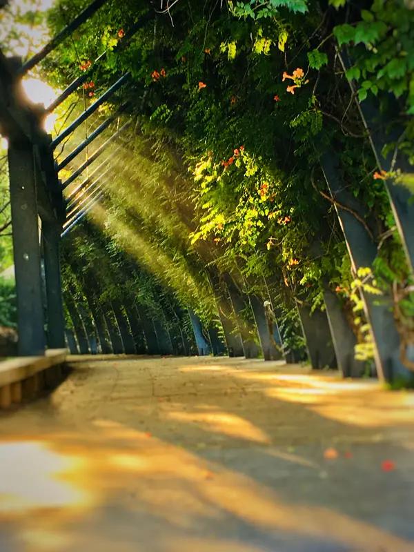 七律·立夏吟
       周兴华
夏光未见节辞春，
软絮残红尚绕身。
岸柳垂烟