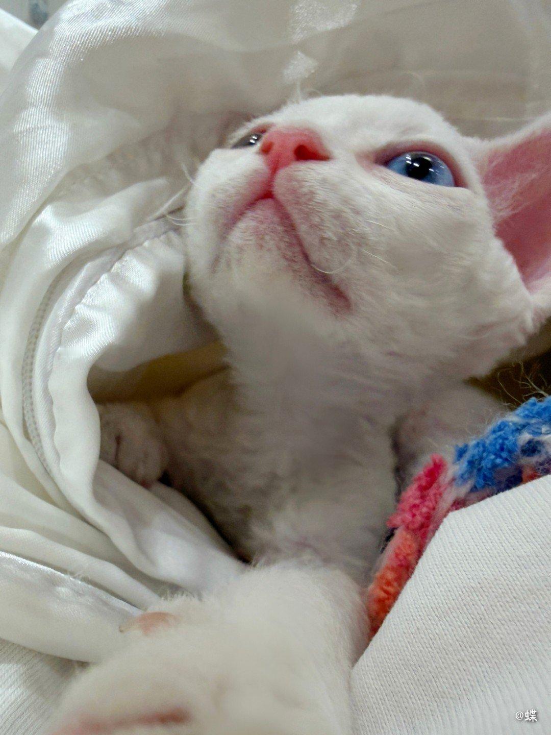 猫为什么不焦虑认知不同吧，或许是因为猫太可爱了？哈哈哈哈哈每次看到小猫就是在外面
