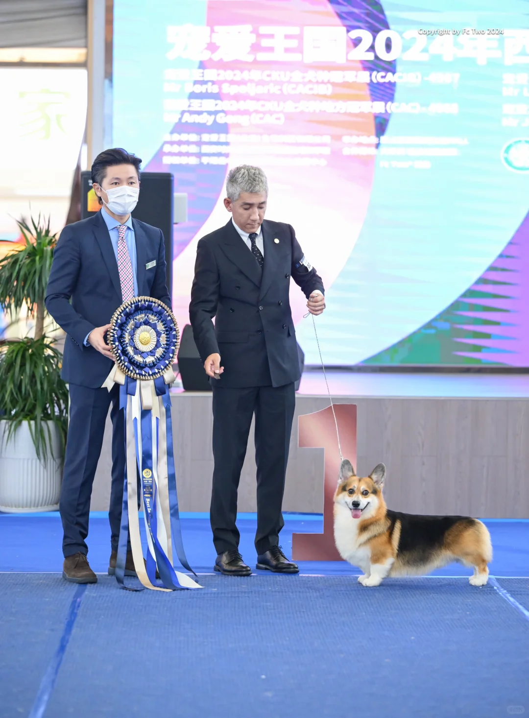 西安：东南亚一哥就是一哥，柯基犬Tiger，与繁殖人时卫钢先生又一次完...