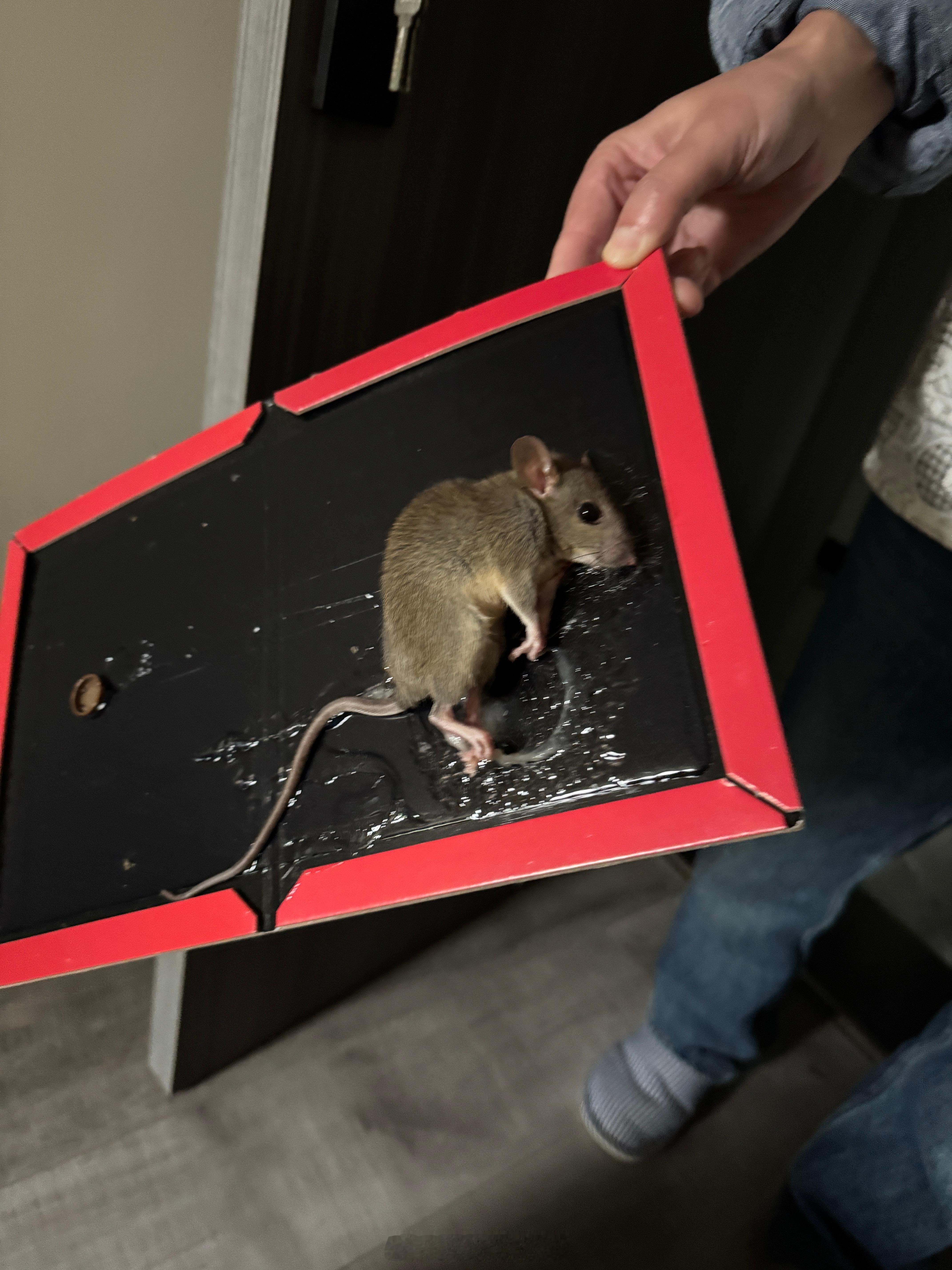 终于被我抓住了