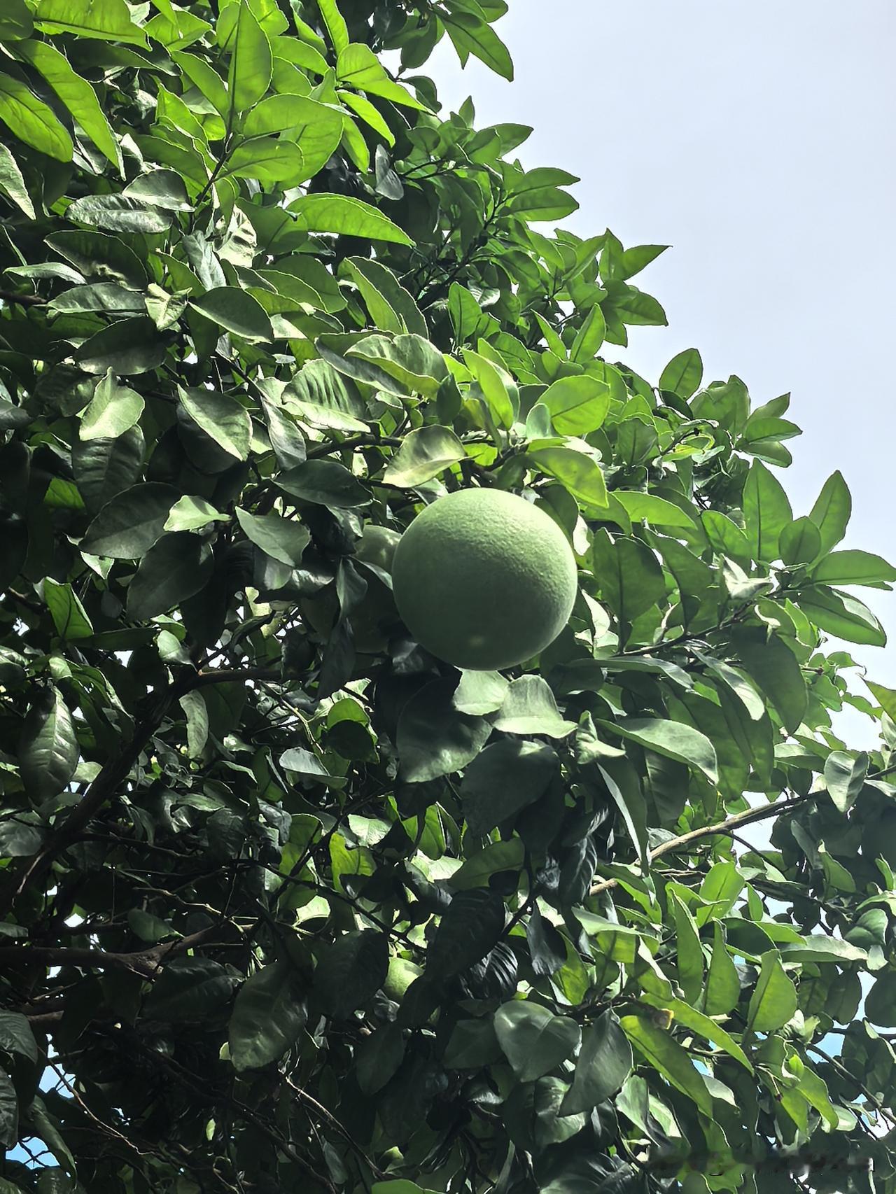 今早阳光灼热，八点半的杨树浦港滨河步道格外清静。整条步道只有两位垂钓者，还有零星