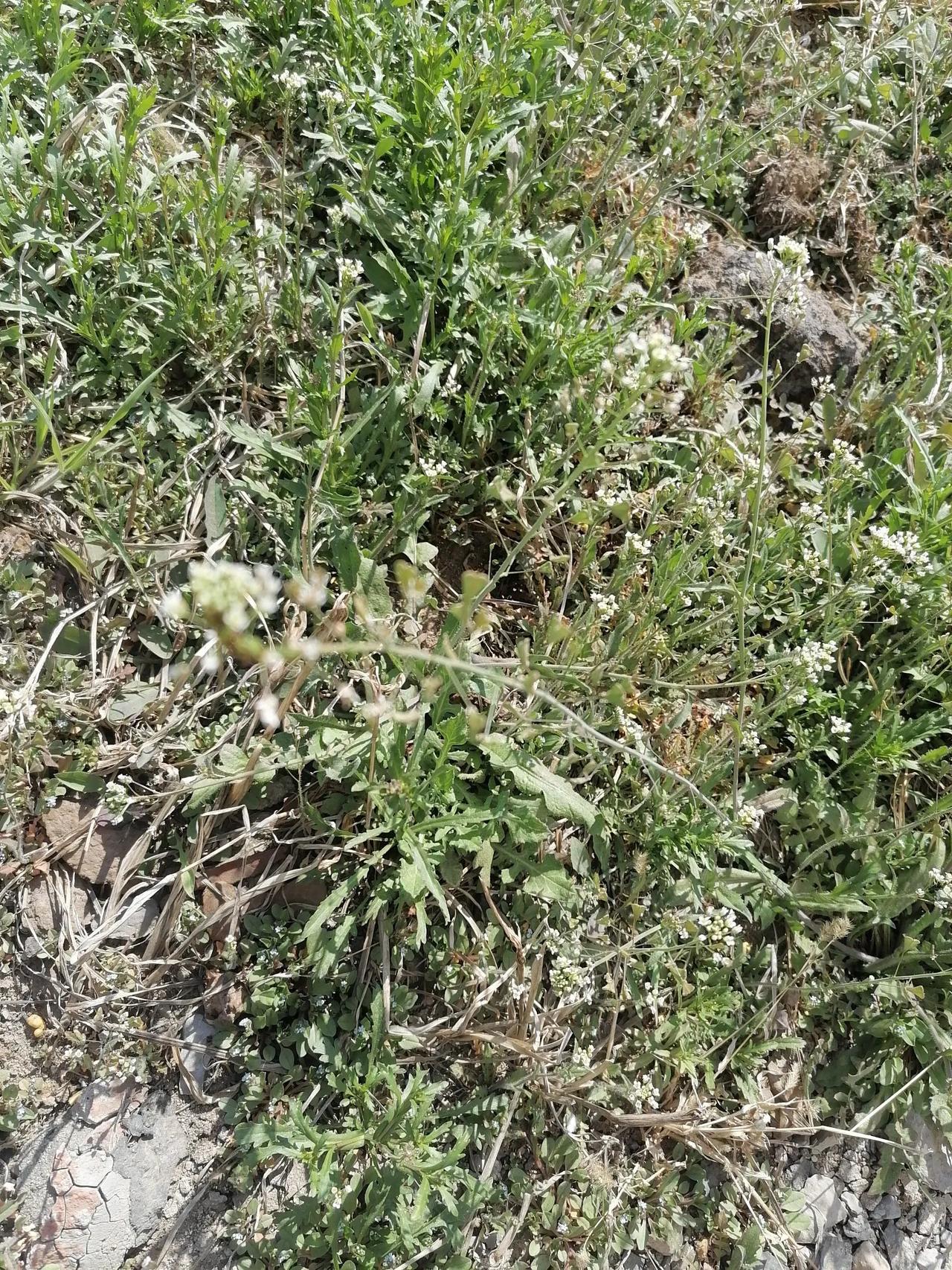 河北身边事 清明节 一年一度的清明节又至，不知道你们那里都有什么习俗？感觉现在人