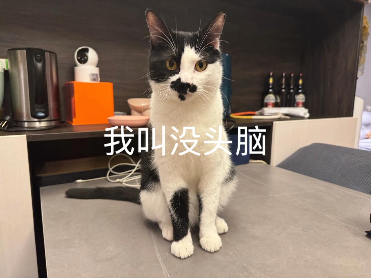 回家时顺道去大姐家给Happy和没头脑打了疫苗，超级乖的。没头脑还没领养出去，有