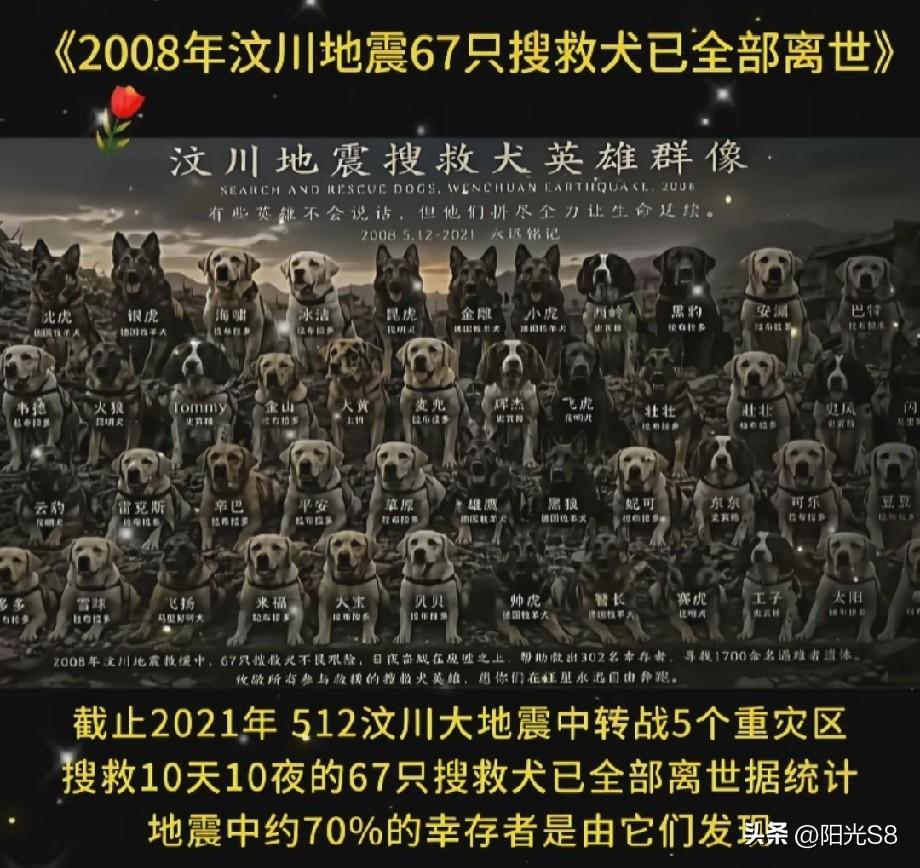 18年过去了，汶川地震67只搜救犬全部离世！地震中，70%的幸存者都是它们发现的