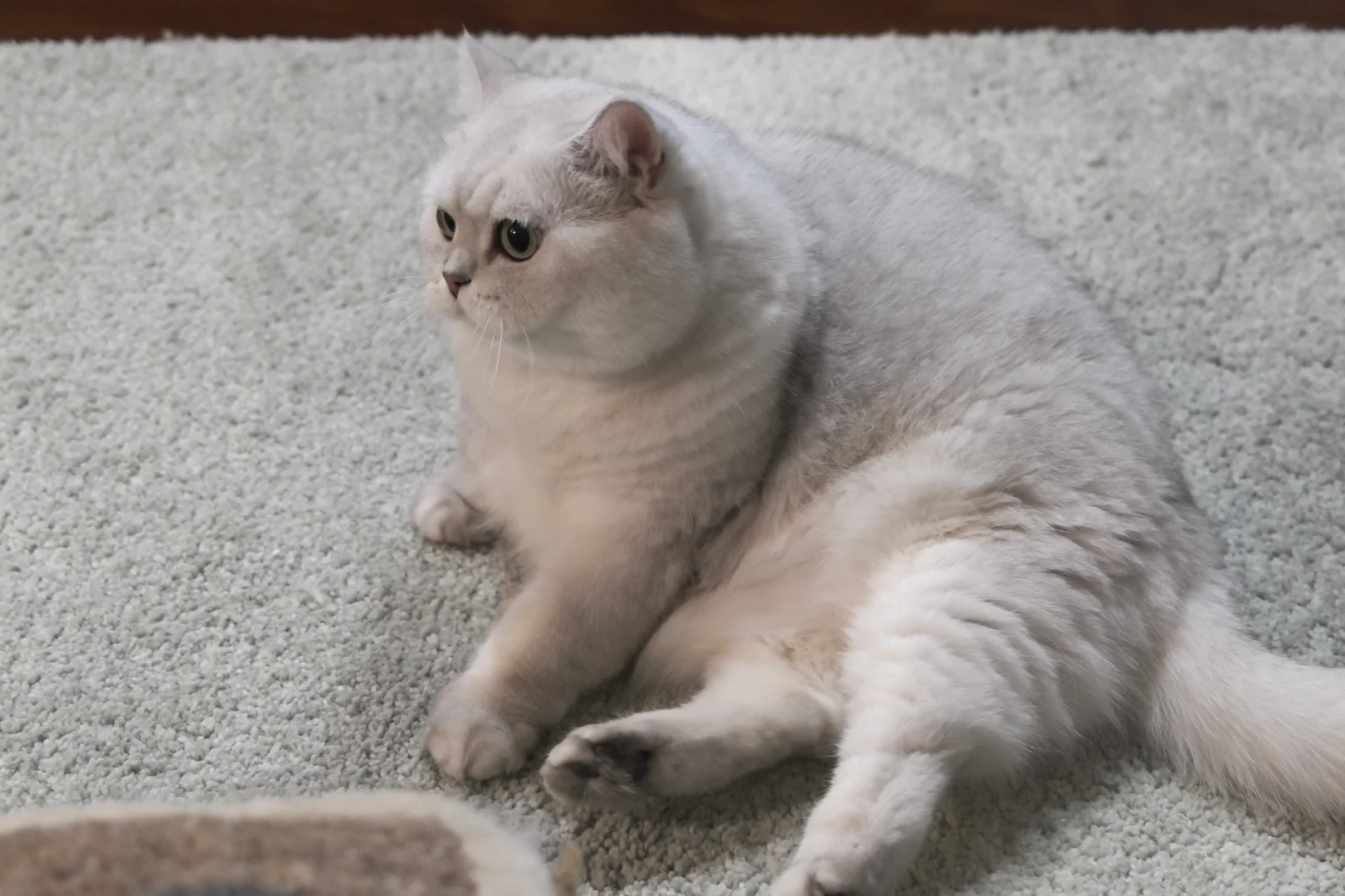 富士相机📷里的小胖猫🐱