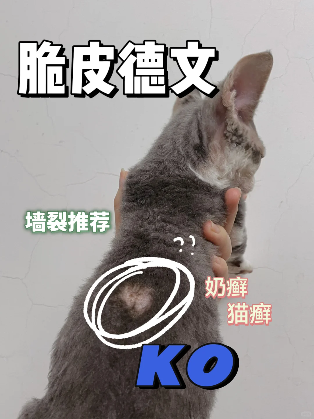 脆皮德文的萌宠护卫次氯酸