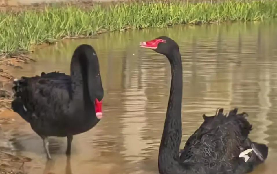 武汉这只黑天鹅“渣鹅”大戏，比偶像剧还精彩！这只鹅和原配恩爱十年、育有两代幼崽，