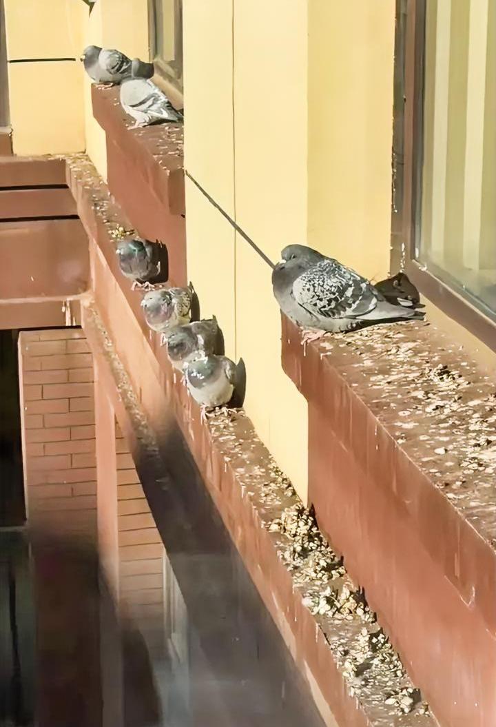 如果小区里有养鸽子的，那所有的窗台都会变成“旱厕”。
近期一网友发视频求助，因为