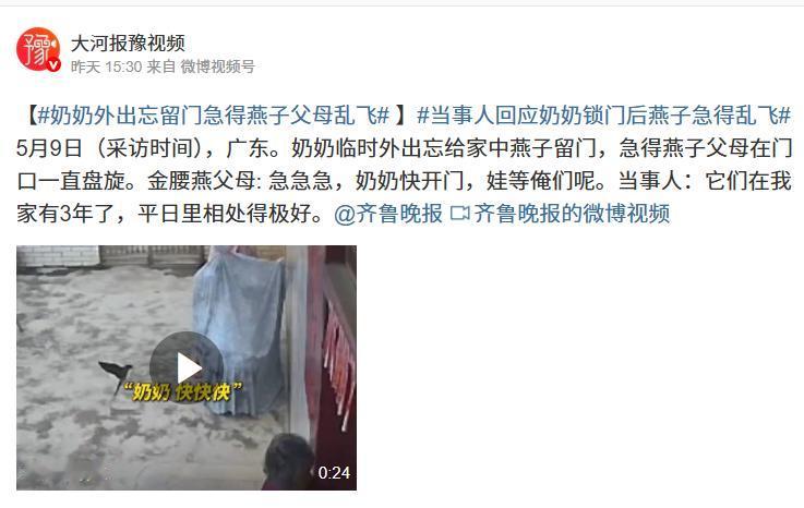 太有灵性了！广东一奶奶出门忘给屋檐下的燕子留门，燕子父母急得在门口飞旋不已，等奶