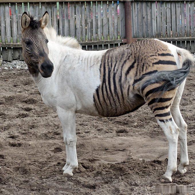 🦓 艾克丽丝：当斑马爱上马，生出了一只"半成品"神兽🦓 在德国北莱茵-威斯特