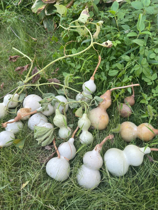 吴江，葫芦免费送