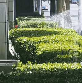 大妈出来遛弯因内急来到树下植被处解手，这时城市绿化洒水车过来给植被浇水，给大妈浇