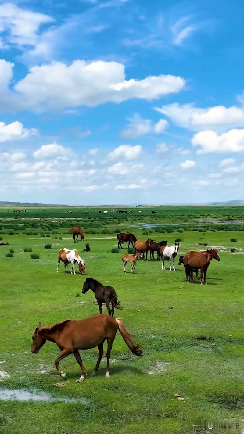 五言绝句·草原
青青原上草，澹澹野花溪。
地阔天际远，山高云脚低。