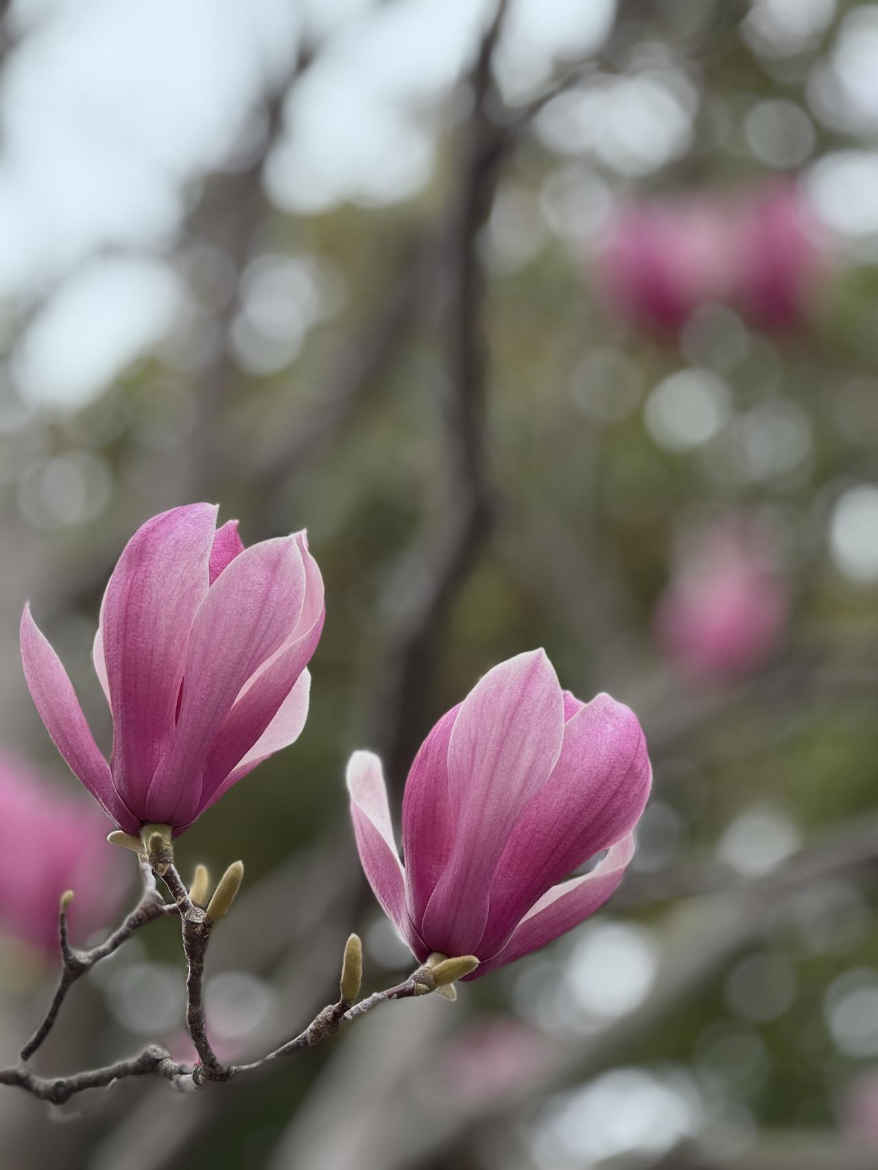 分享玉兰花的唯美图片姑苏春深，南国宾馆紫玉兰开得正好，紫韵温婉，满是江南意。