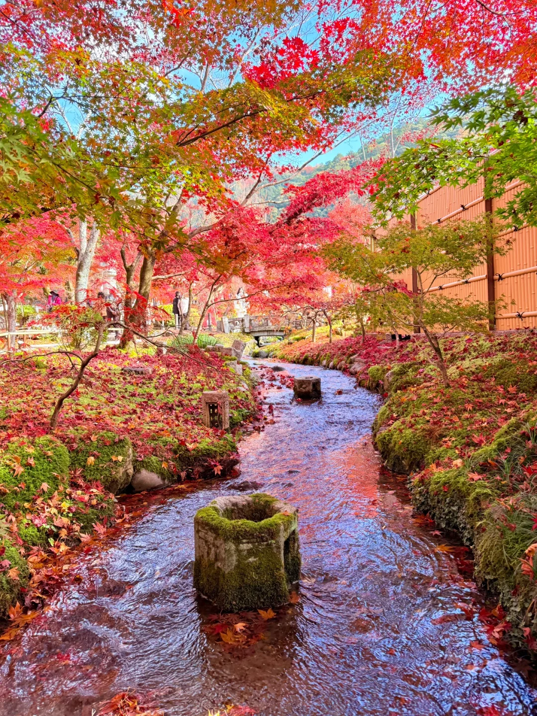 live图🍁永观堂就是京都枫叶天花板❗❗