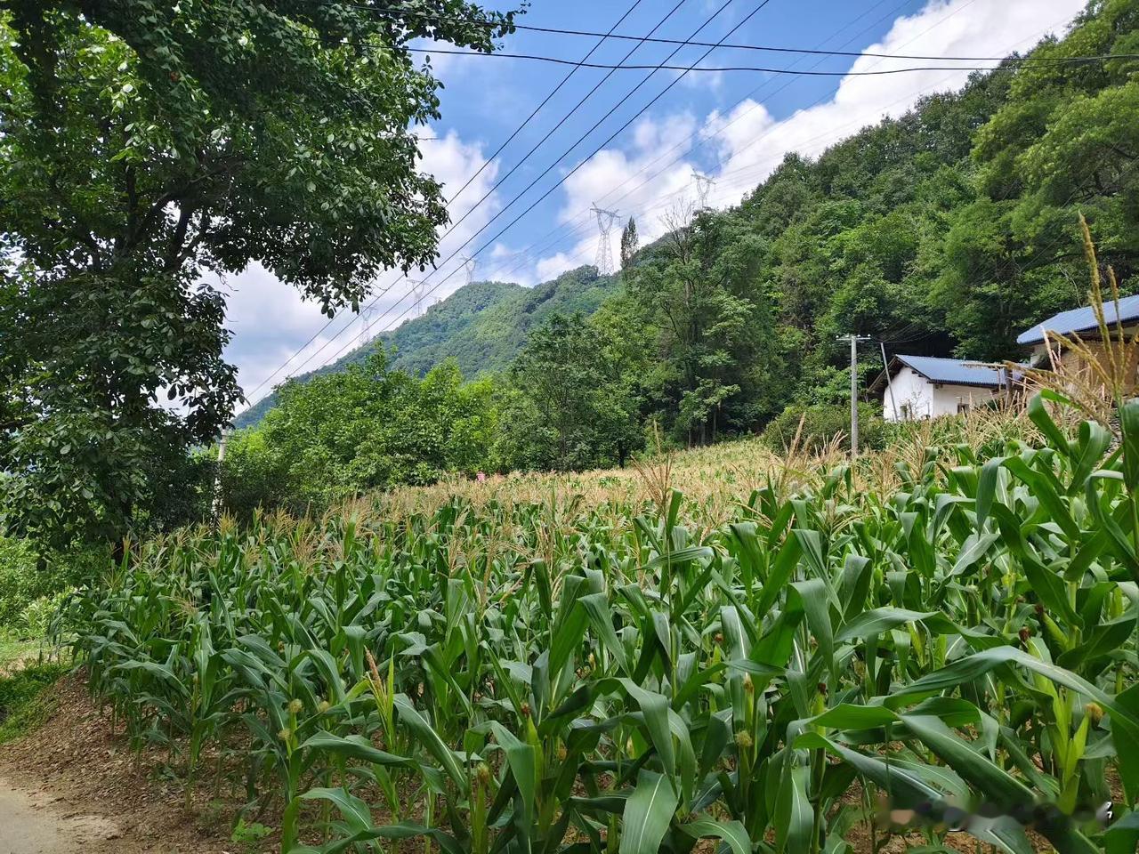 田园风光，绿意盎然，玉米田间小路，自然之美。