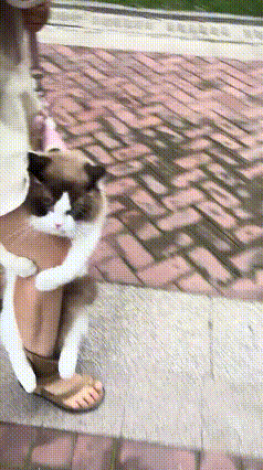 本想带猫妈出门溜达透气，万万没想到直接上演耍赖大戏。
 
四爪锁死主人腿，小脚坚