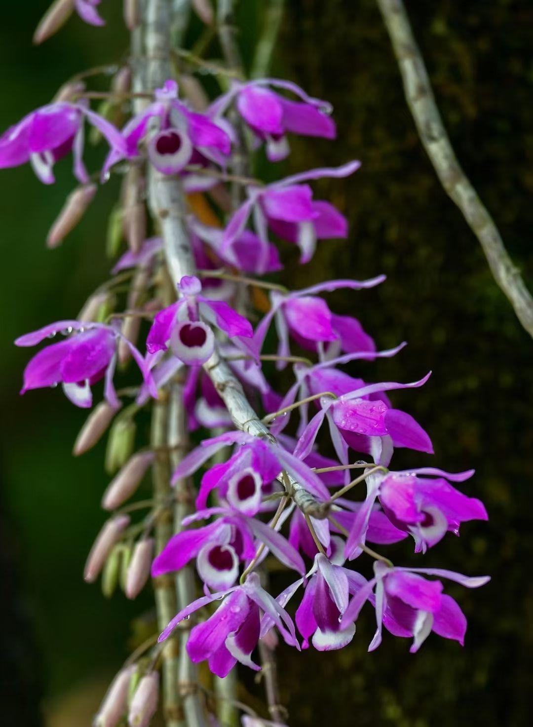 紫皮石斛花🆚鼓锤石斛花