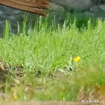 要是没有兔子和鹧鸪，一个田野还成什么田野呢，他们是最简单的土生土长的动物🐰 